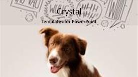  Presentation with border - Audience pleasing theme consisting of cute-brown-and-white-border backdrop and a light gray colored foreground