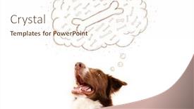 Presentation with thought - PPT layouts having cute brown and white border collie sitting and dreaming about a bone in a thought bubble background and a cream colored foreground