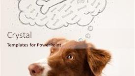  Presentation with thought - PPT theme consisting of cute brown and white border collie sitting and dreaming about a bone in a thought bubble background and a lemonade colored foreground