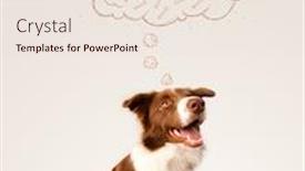  Presentation with thought - Colorful theme enhanced with cute brown and white border collie sitting and dreaming about a bone in a thought bubble backdrop and a lemonade colored foreground
