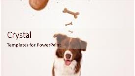  Presentation with bone - Colorful slide set enhanced with cute brown and white border collie sitting and dreaming about a bone above his head backdrop and a lemonade colored foreground