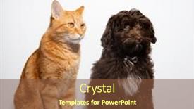  Presentation with dog cat - Presentation design with cute-brown-curly-puppy-maltipu background and a tawny brown colored foreground