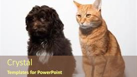  Presentation with dog cat - Slide deck featuring cute-brown-curly-puppy-maltipu background and a tawny brown colored foreground