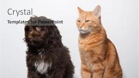  Presentation with cat dog - Slide set having cute-brown-curly-puppy-maltipu background and a white colored foreground