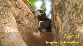  Presentation with bangkok - Slides featuring cute-brown-finlayson-squirrel background and a tawny brown colored foreground