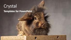  Presentation with lion - Slide set consisting of cute-brown-lion-head-rabbit background and a dark gray colored foreground