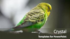 Presentation with bird - Amazing theme having femenine - black woman closed her ear backdrop and a light gray colored foreground