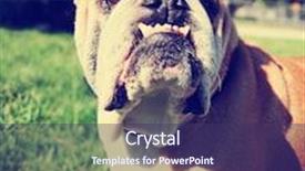  Presentation with filter - PPT theme featuring cute bulldog outside toned with a retro vintage instagram filter background and a violet colored foreground