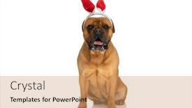  Presentation with bunny - Presentation design having cute-bullmastiff-dog-with-red background and a coral colored foreground