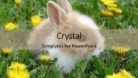  Presentation with serial killer colorful 3d - PPT theme enhanced with cute bunny rabbit in colorful background and a coral colored foreground