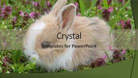 Presentation with bunny - PPT layouts enhanced with cute bunny rabbit in colorful background and a coral colored foreground