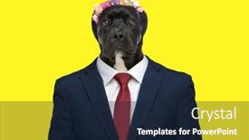  Presentation with flowers - PPT theme with cute-business-labrador-dog background and a wine colored foreground