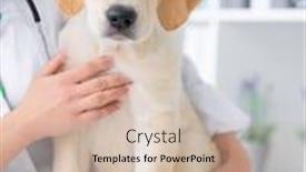  Presentation with cabinet - Presentation theme enhanced with cute-calm-dog-sitting background and a soft green colored foreground