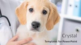  Presentation with cabinet - PPT theme having cute-calm-dog-sitting background and a soft green colored foreground