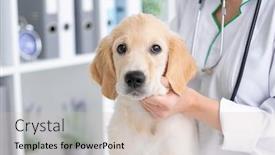  Presentation with calm - Beautiful slides featuring cute-calm-dog-sitting backdrop and a soft green colored foreground