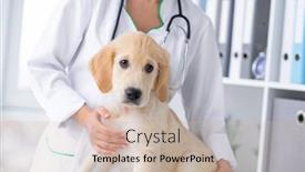  Presentation with vet - Slide set featuring cute-calm-dog-sitting background and a soft green colored foreground