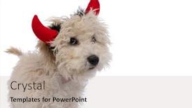  Presentation with devil - Presentation with cute-caniche-dog-wearing-devil background and a light gray colored foreground