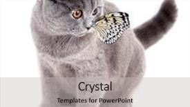  Presentation with butterfly - Presentation having cute cat and butterfly isolated on white background and a light gray colored foreground