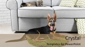  Presentation with cat dog - PPT theme having cute cat and funny dog background and a coral colored foreground