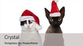  Presentation with cute cat and dog - PPT theme having cute cat couple wearing santa background and a light gray colored foreground