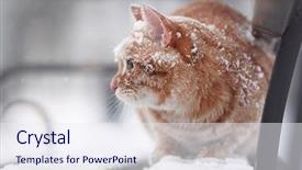  Presentation with snow cat - Presentation theme enhanced with cute cat covered with snow on bench outdoor background and a sky blue colored foreground