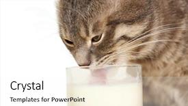  Presentation with milk - Presentation having cute cat drinking milk closeup background and a white colored foreground