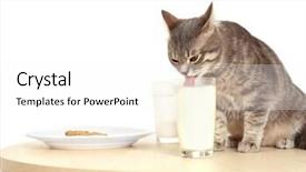 Presentation with cute cat and dog - Beautiful slides featuring cute cat drinking milk closeup backdrop and a white colored foreground