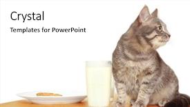  Presentation with milk - Cool new presentation theme with cute cat drinking milk closeup backdrop and a white colored foreground
