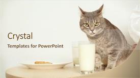  Presentation with cute cat and dog - PPT theme having cute cat drinking milk closeup background and a sky blue colored foreground