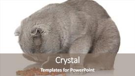  Presentation with eating - Slide deck having cute-cat-eating-on-white background and a gray colored foreground