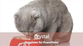  Presentation with eating - Colorful presentation theme enhanced with cute-cat-eating-on-white backdrop and a coral colored foreground