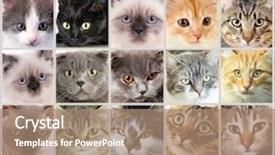  Presentation with animal collage - Slides consisting of cute cat faces collage background and a coral colored foreground