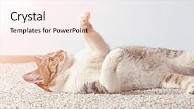  Presentation with carpet - Cool new PPT theme with cute cat lying on carpet at home backdrop and a cream colored foreground