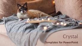  Presentation with autumn morning - Slides consisting of cute-cat-lying background and a coral colored foreground