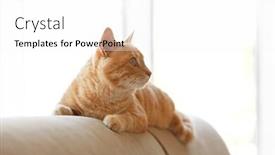  Presentation with coach - Presentation theme featuring cute cat on back of coach background and a white colored foreground