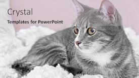  Presentation with cat - PPT theme enhanced with cute-cat-on-couch background and a light gray colored foreground