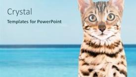  Presentation with seashore - Cool new slide set with cute-cat-on-seashore-background backdrop and a sky blue colored foreground