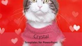  Presentation with valentine - Audience pleasing presentation theme consisting of cute-cat-with-a-valentine backdrop and a coral colored foreground