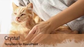  Presentation with cat - Presentation theme featuring cute cat with its owner at home close up view background and a coral colored foreground