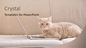  Presentation with coach - PPT theme consisting of cute cat with laptop on coach background and a soft green colored foreground