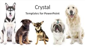  Presentation with dogs cats - Theme with cute cats and dogs isolated on white background and a white colored foreground