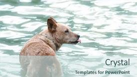  Presentation with cattle - PPT theme consisting of cute cattle dog enjoying background and a sky blue colored foreground