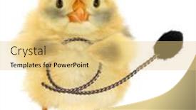 Presentation with chick - PPT theme with cute-chick-chimney-sweep background and a lemonade colored foreground
