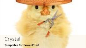  Presentation with chick - Amazing PPT layouts having cute-chick-fruit-grower backdrop and a blonde colored foreground