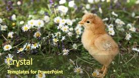  Presentation with chick and milk - Slide deck featuring cute chick in colorful meadow background and a tawny brown colored foreground