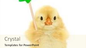  Presentation with chick - Colorful slide set enhanced with cute-chick-is-holding-pin backdrop and a blonde colored foreground