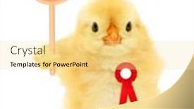  Presentation with chick - Presentation design consisting of cute-chick-jury-judge background and a blonde colored foreground