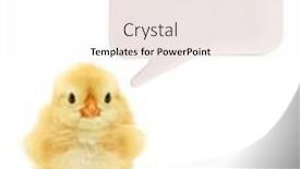  Presentation with white blank notebook silver - Presentation design featuring cute-chick-with-blank-white background and a sky blue colored foreground