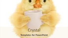  Presentation with chick - PPT theme enhanced with cute-chick-with-cup background and a blonde colored foreground
