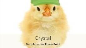  Presentation with chick - Presentation theme featuring cute-chick-with-green-cap background and a blonde colored foreground